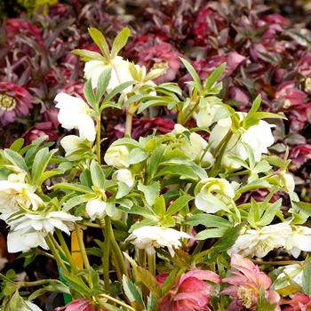 Helleborus North Star™ 'Crystalline' (164095)