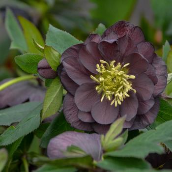 Helleborus Wedding Party® 'Dashing Groomsmen' (164098)