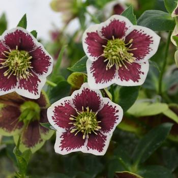 Helleborus Honeymoon® 'Romantic Getaway' (164107)