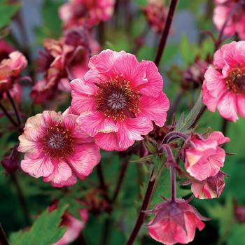 Geum Tempo™ 'Rose' (164132)