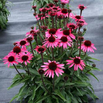 Echinacea Dark Shadows™ 'Wicked' (164141)