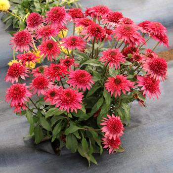 Echinacea 'Giddy Pink' (164144)