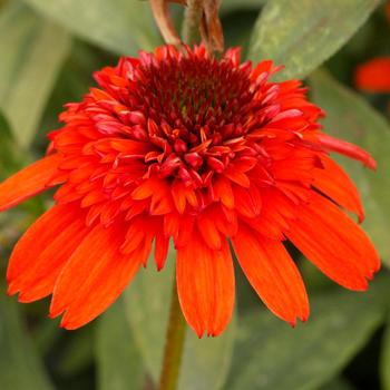 Echinacea Eye-Catcher™ 'Atomic Orange' (164146)