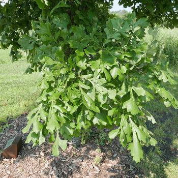 Quercus macrocarpa '' (164157)