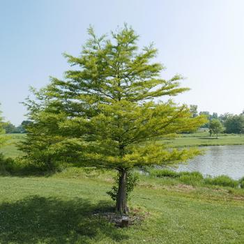 Taxodium distichum '' (164159)