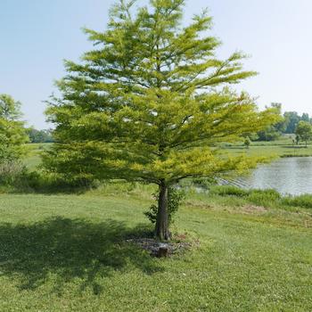 Taxodium distichum '' (164160)