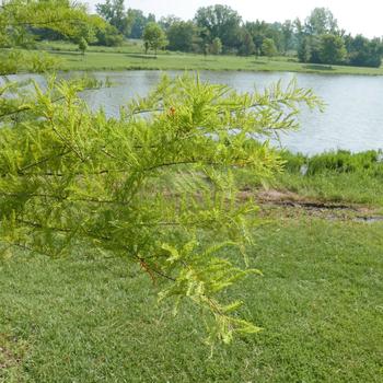 Taxodium distichum '' (164161)