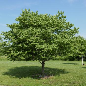 Cercis candensis f. alba '' (164199)