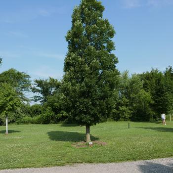 Quercus robur f. fastigiata '' (164208)