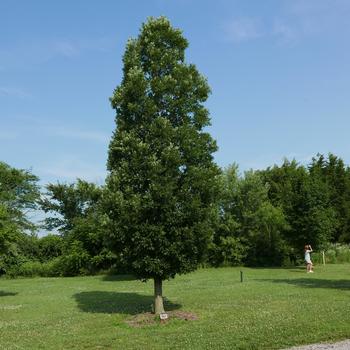 Quercus robur f. fastigiata '' (164210)