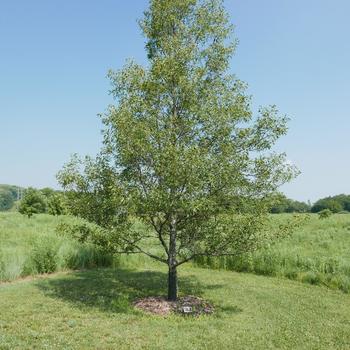 Quercus acutissima '' (164302)