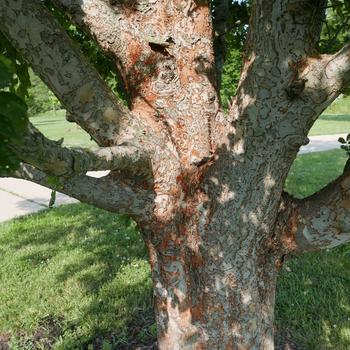 Ulmus parvifolia '' (164307)