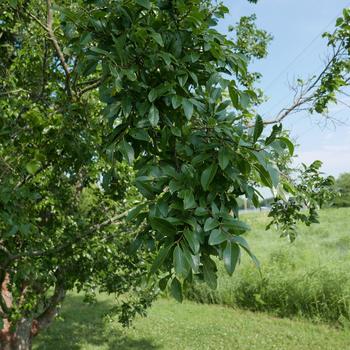 Ulmus parvifolia '' (164308)