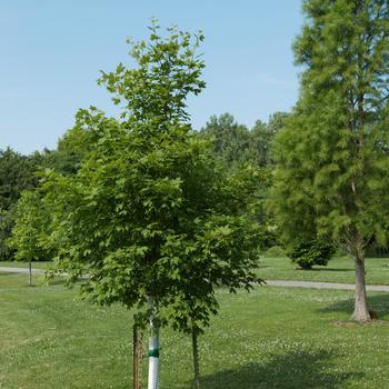 Acer saccharum 'Flashfire®' (164315)