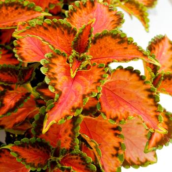 Coleus TERRA NOVA® 'Peach Julep' (164369)