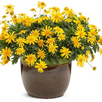 Euryops pectinatus High Noon™ '' (164379)