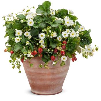 Fragaria x ananassa Berried Treasure® 'White' (164383)