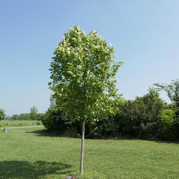 Platanus x acerifolia 'Exclamation!™' (164439)