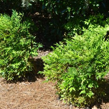 Nandina domestica 'Lemon Lime' (164447)