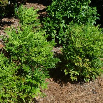 Nandina domestica 'Lemon Lime' (164448)