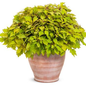 Coleus scutellarioides ColorBlaze® Royale Pineapple Brandy™ '' (164465)