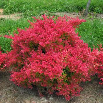 Berberis thunbergii 'Sunjoy Neo™' (164467)