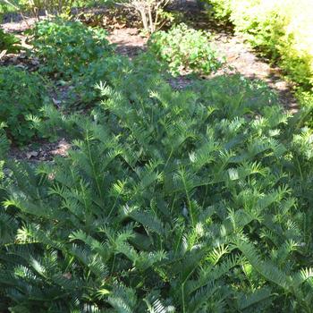 Cephalotaxus harringtonia 'Prostrata' (164501)