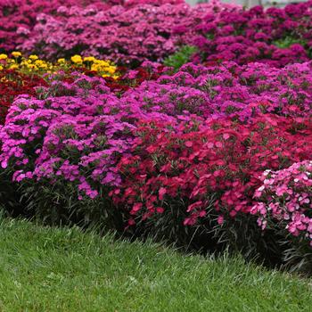 Dianthus Rockin'™ 'Pink Magic' (164554)