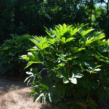 Fatsia japonica '' (164631)