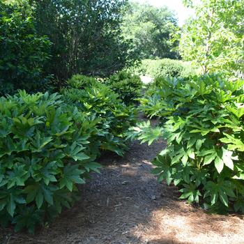 Fatsia japonica '' (164632)