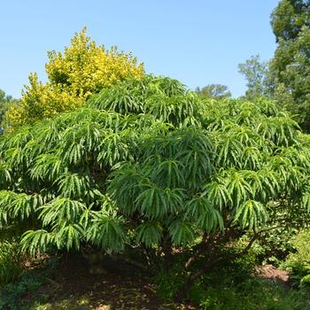 Prunus persica 'Double Red' (164653)