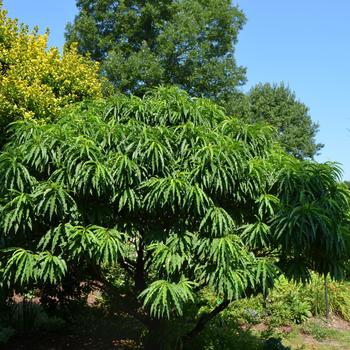 Prunus persica 'Double Red' (164654)