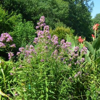 Phlox paniculata 'Jeana' (164656)