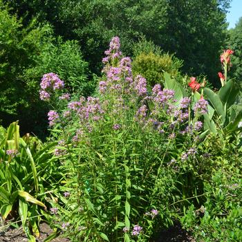 Phlox paniculata 'Jeana' (164657)