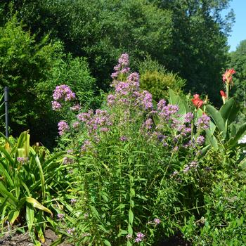 Phlox paniculata 'Jeana' (164658)