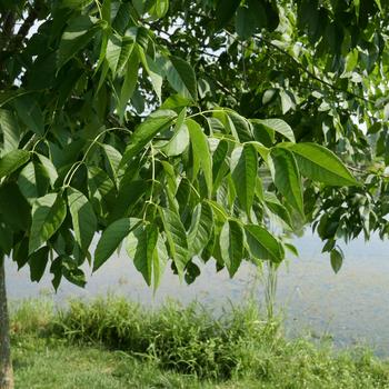 Fraxinus americana 'Autumn Purple®' (164710)