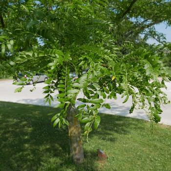 Gleditsia triacanthos var. inermis 'Skyline®' (164713)