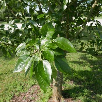 Gleditsia triacanthos var. inermis 'Skyline®' (164714)