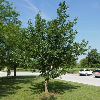 Gleditsia triacanthos var. inermis 'Skyline®' (164715)