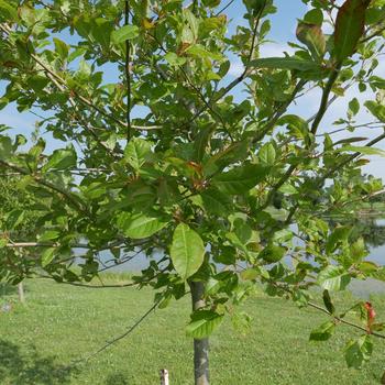 Nyssa sylvatica 'Wildfire' (164721)