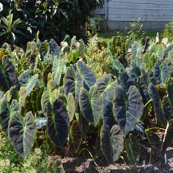 Colocasia esculenta 'Illustris' (164752)