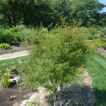 Acer palmatum 'Koto-no-ito' (164758)