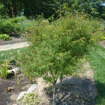 Acer palmatum 'Koto-no-ito' (164759)