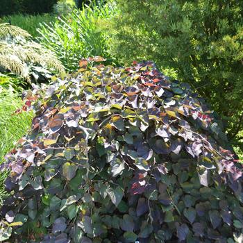 Cercis canadensis 'Ruby Falls' (164765)