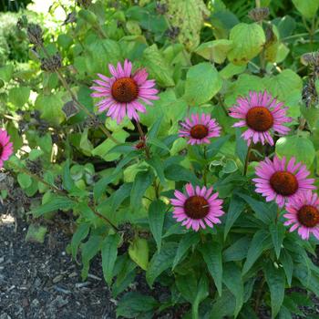 Echinacea purpurea 'Vintage Wine' (164767)