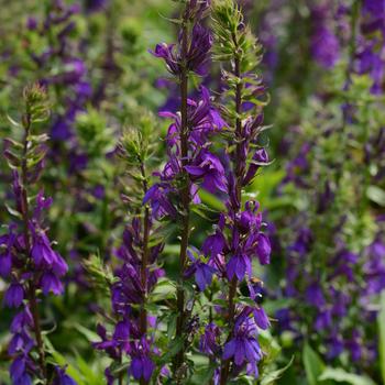 Lobelia x speciosa Starship™ Blue '' (164773)