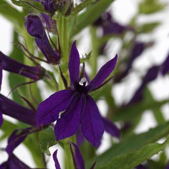 Lobelia x speciosa Starship™ Blue '' (164774)