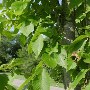 Ulmus propinqua 'Emerald Sunshine®' (164838)