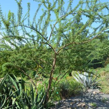 Acacia greggii '' (164843)