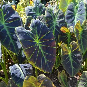 Colocasia esculenta 'Illustris' (164855)